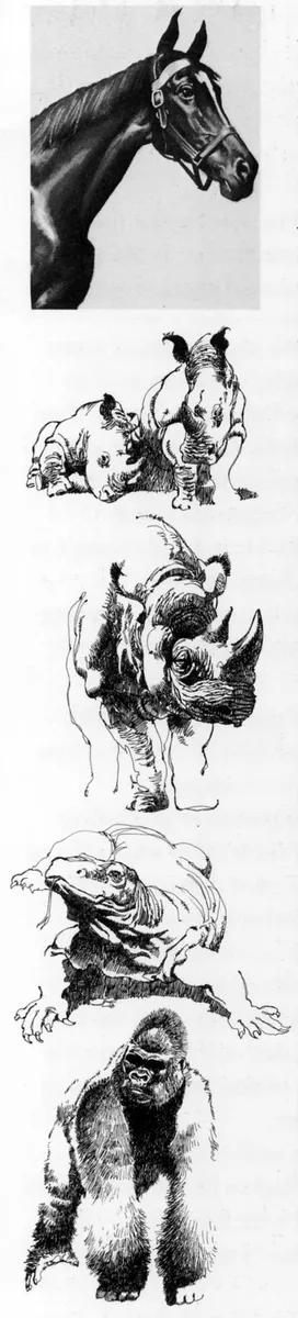 Animal Sketches